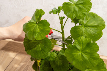 Man prunes a geranium. Spring pruning of geraniums