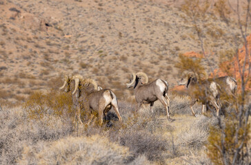 Desert Sheep Rams in the Nevada Desert in Winter