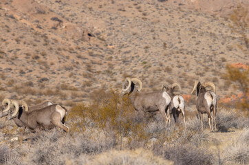 Desert Sheep Rams in the Nevada Desert in Winter