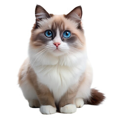 Cute Ragdoll Cat With Blue Eyes White Background