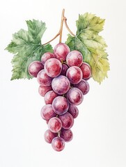 Fototapeta premium Watercolor Grape Harvest: Lush Purple Grapes and Leaves, Elegant Illustration.