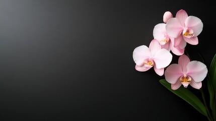 Obraz premium A beautiful arrangement of delicate pink orchids highlights their natural elegance against a sleek dark background, perfect for adding a touch of sophistication to any space.