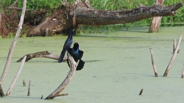 Pair of boat tailed grackles in courtship perched on limb at Pinkney Island SC. 
