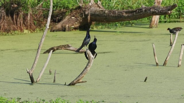 Pair of boat tailed grackles in courtship perched on limb at Pinkney Island SC. 