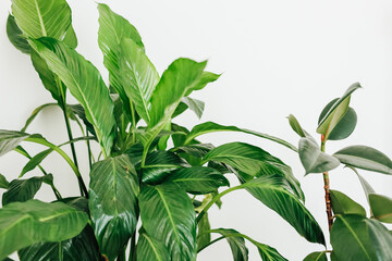 Lush indoor plants thriving in bright natural light by a neutral wall in a cozy home