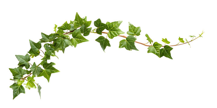  ivy branch isolated on white background PNG