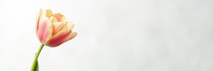 Obraz premium Single tulip in isolation on a snowy white background, bloom, botanical, flowers