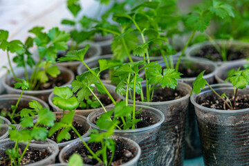 Row of healthy young green plants seedlings growing indoors in small plastic cups, ready for garden