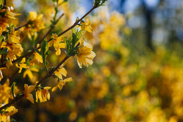 Forsythia flowers, Golden Bell, Border Forsythia (Forsythia x intermedia, europaea) blooming in spring garden bush