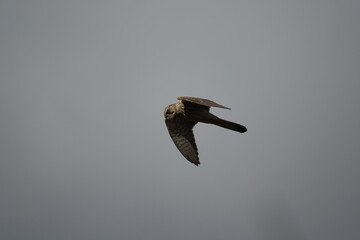 female European common Kestrel (Falco tinnunculus)