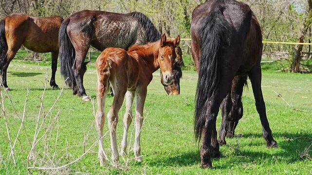 Brown mare and her foal grazing in a green meadow