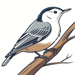 The White-breasted Nuthatch is a small, agile songbird with a black cap, white face, and blue-gray back, known for its head-down foraging on tree trunks and loud, nasal calls.