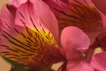 Smoke Close-up Selective soft focus pink, yellow Alstroemerieae flower petal. Macro blur natural abstract background.