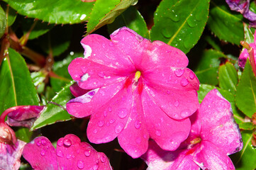 Fototapeta premium Front view, closeup of, a purple flower, in full bloom, in direct sunlight, following tropical rain storm