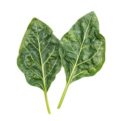 Obraz premium Chard leaves isolated on white background