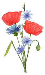 Watercolor illustration of a wildflower bouquet with poppies and cornflowers. Great for summer-themed projects, invitations, and botanical prints.