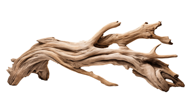 Isolated driftwood piece with unique texture and organic formations isolated on transparent background	