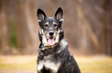 A German Shepherd dog with a happy expression