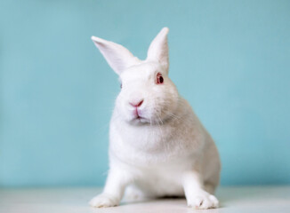 A white Dwarf rabbit with red eyes