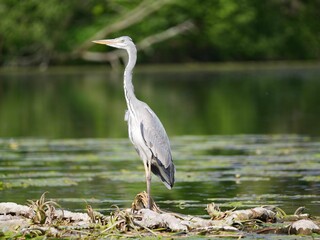 Graceful heron by serene lake