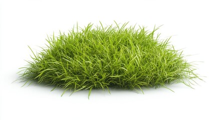 Fototapeta premium green grass isolated on white