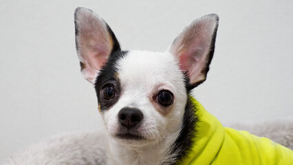 Dog. Chihuahua. A cute, funny puppy with white and black fur. The year of the dog.