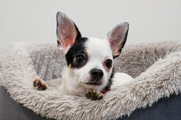 Puppy. Chihuahua. Portrait of a purebred, funny puppy. Pets.