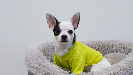 Chihuahua. A portrait of a funny, smiling puppy. A pet.