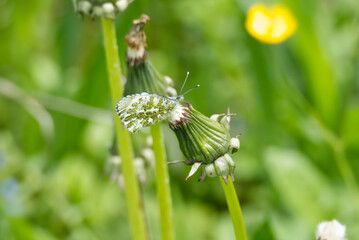 Female orange tip butterfly (Anthocharis cardamines) perched on a dandelion in Zurich, Switzerland