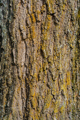 Bark
