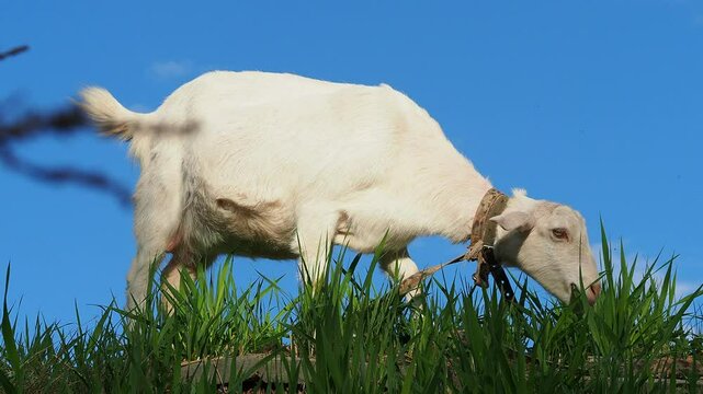 A white goat grazes in nature and eats