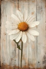 Obraz premium single white daisy on a rustic wooden surface soft morning light illuminating delicate textures warm neutral background