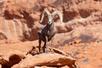 Desert Bighorn Sheep Ram in the Nevada Desert
