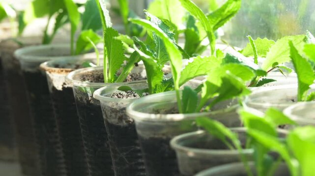 Row of healthy young green plants seedlings growing indoors in small plastic cups, ready for garden