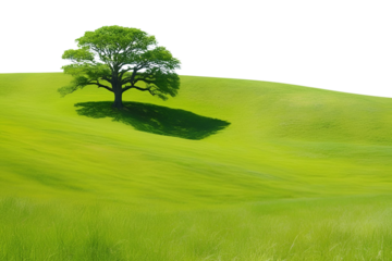 green grass forest with tree on hill panorama landscape isolated on white or transparent png