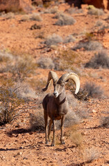 Desert Bighorn Sheep Ram in the Nevada Desert
