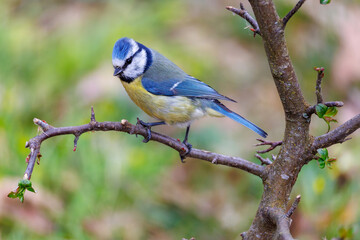 Blue tit