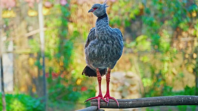 Southern screamer sitting on a branch close-up