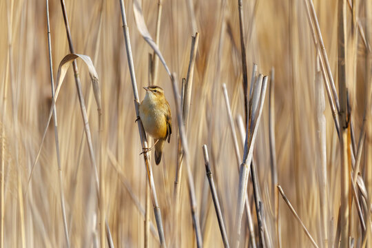 sedge warbler