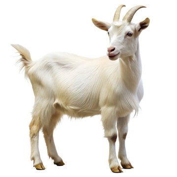White Goat Side View Isolated White Background