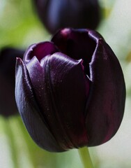 A close-up of a purple tulip.