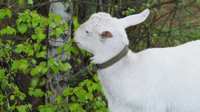 A white goat grazes in nature and eats