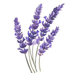 A digital illustration of a bundle of lavender flowers against a black background with white stems