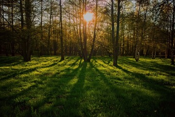 Spring sunbeams through trees. Positive photography.