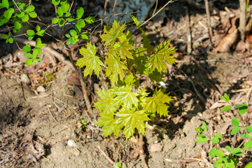 Obraz premium Close-up of young vibrant green plant seedlings emerging from dark soil in spring forest