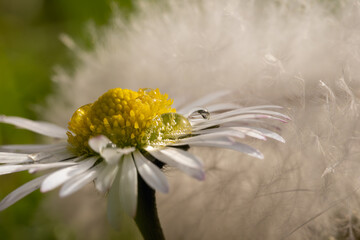 Macro daisy with dew drops and delicate background. Close-ups of a white daisy with water drops,...
