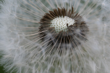 Fototapeta premium Close-up of dandelion in seed dispersal phase. A series of macro photos capturing the delicate structure of a dandelion – ethereal seeds, soft parachutes and geometric core in subtle light.