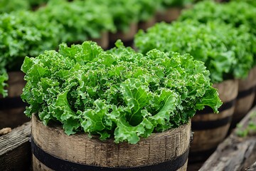 Lush green lettuce in wooden barrels