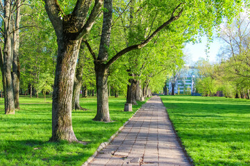Fototapeta premium Tree-Lined Pathway Through Green Park with Dappled Sunlight Creating Natural Corridor in Spring