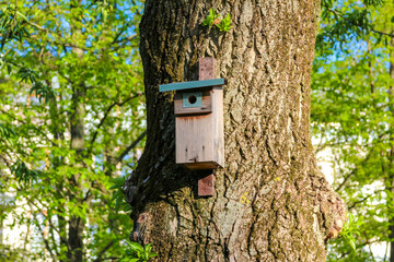 Wooden Birdhouse Mounted on Oak Tree With Green Spring Leaves in Natural Forest Setting